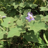 Solanum violaceum Ortega